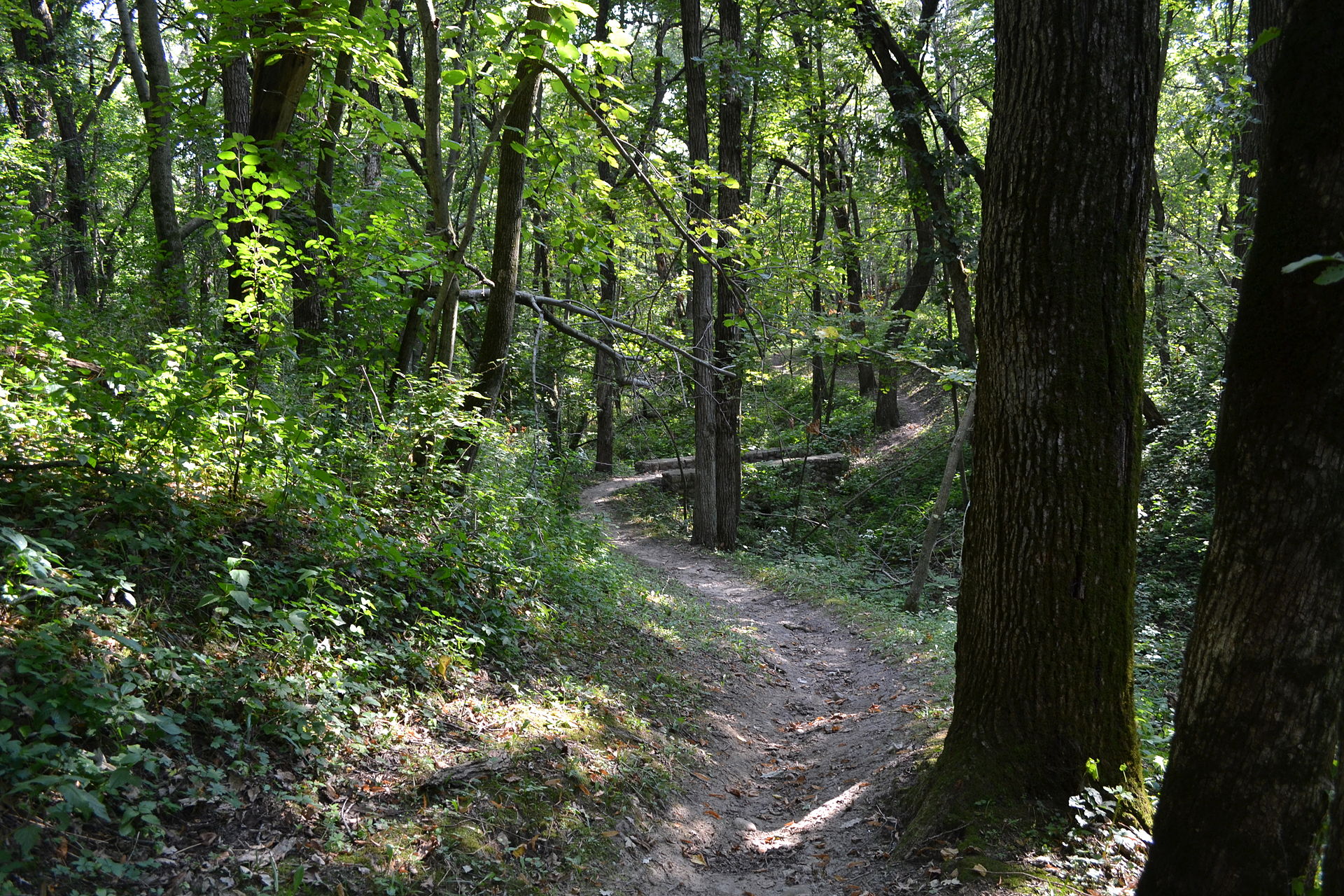 Trail area with a culvert in the center