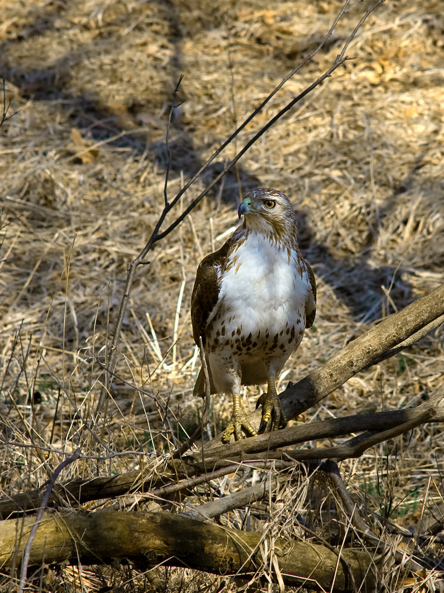 Juvenile Red-tailed Hawk at Chain O'Lakes State Park (Illinois)