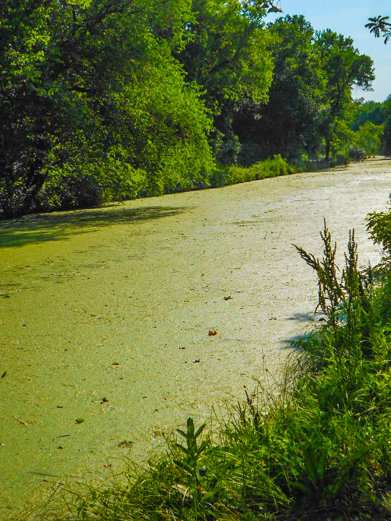 Gebhard Woods State Park