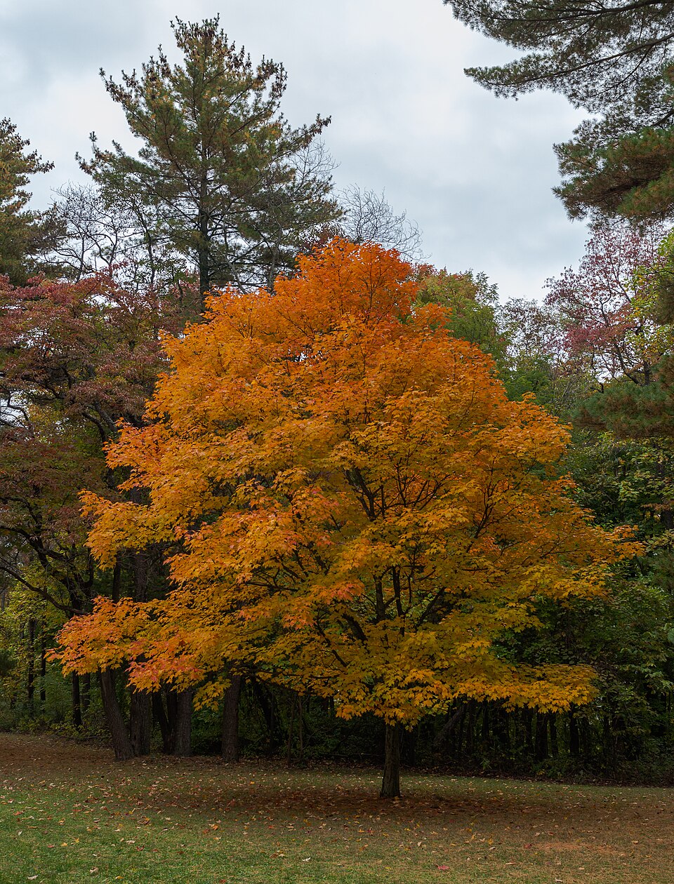 October in Brown County State Park