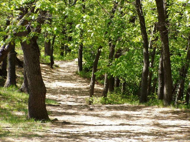 Trail #8 leads to the tops of the three highest dunes, the 'Tremonts'