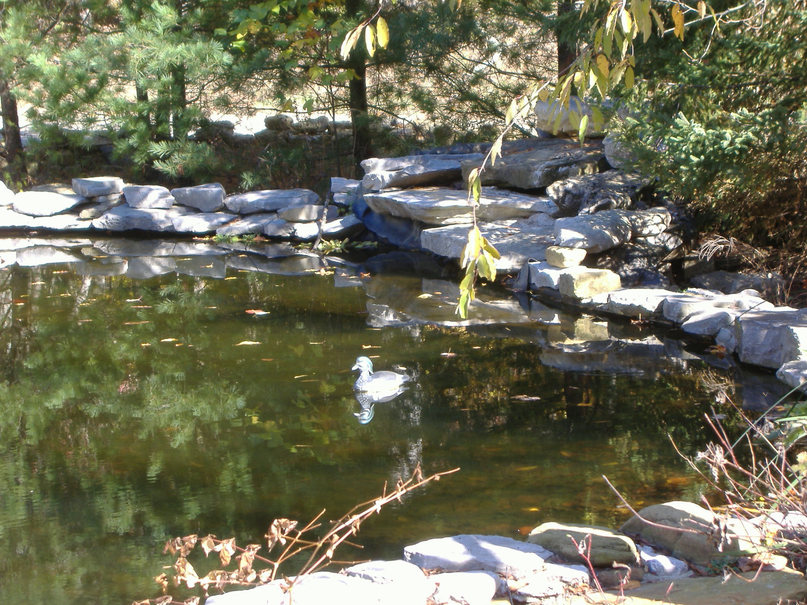 Duck pond by the O'Bannon Woods Interpretive Center