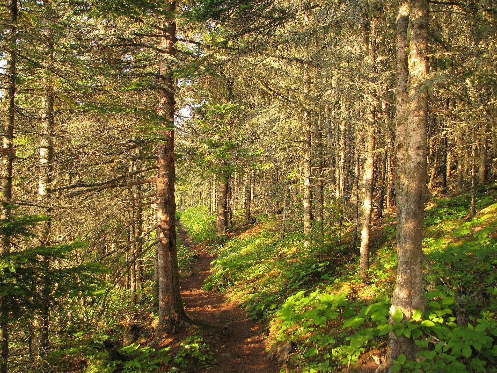 Tobin Harbor Trail in the Laurentian Mixed Forest Province