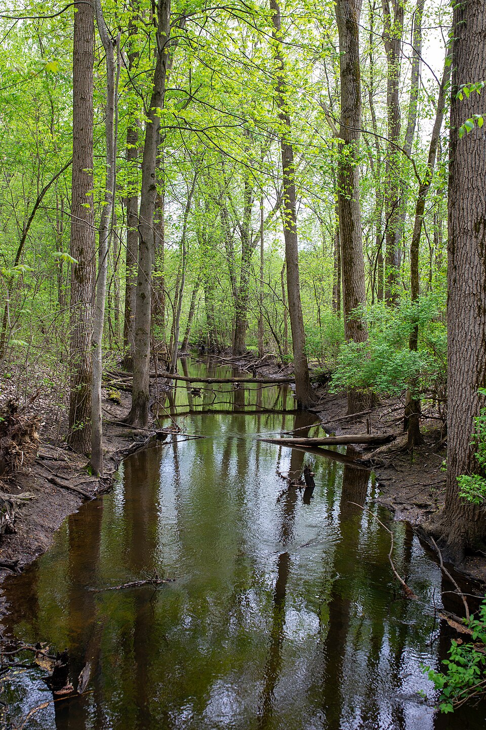 Shaw Branch, a tributary of the Grand River