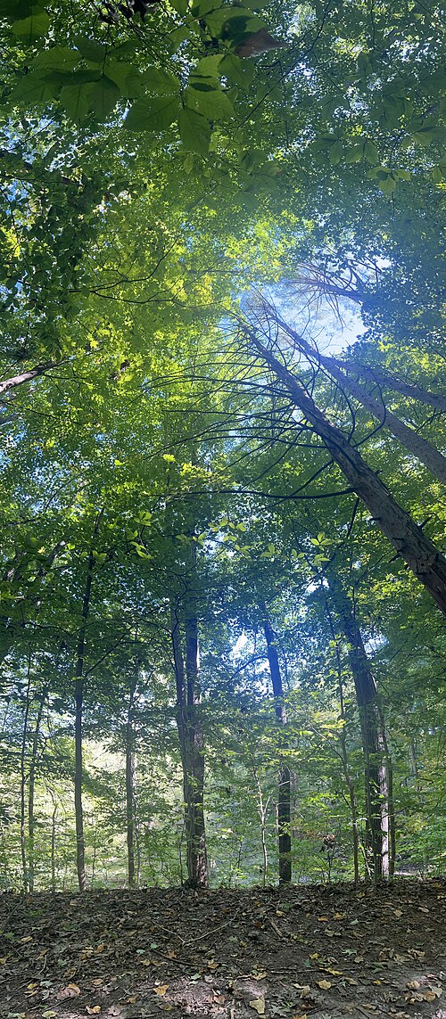 Warren Woods State Park