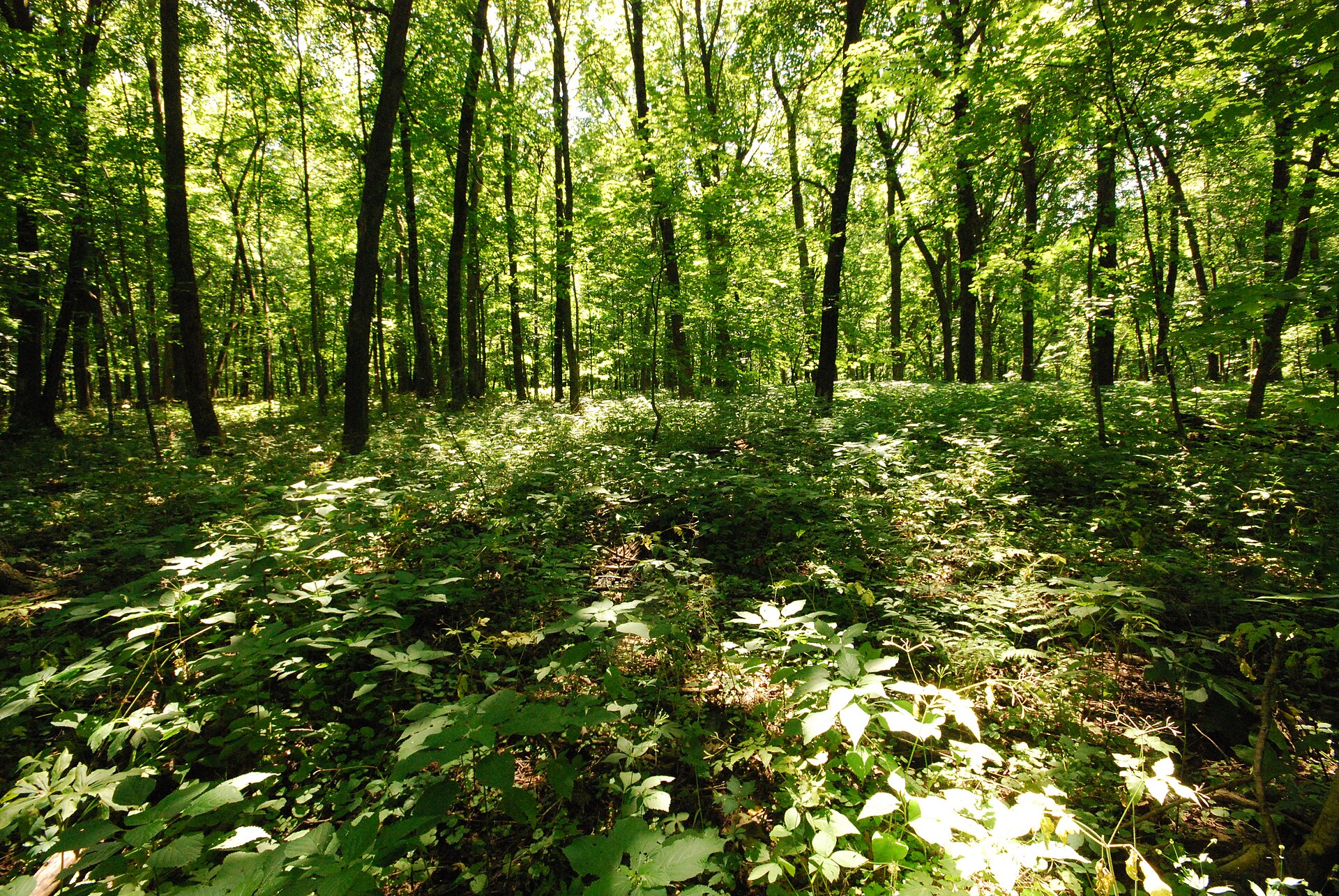 Belmont Mound State Park