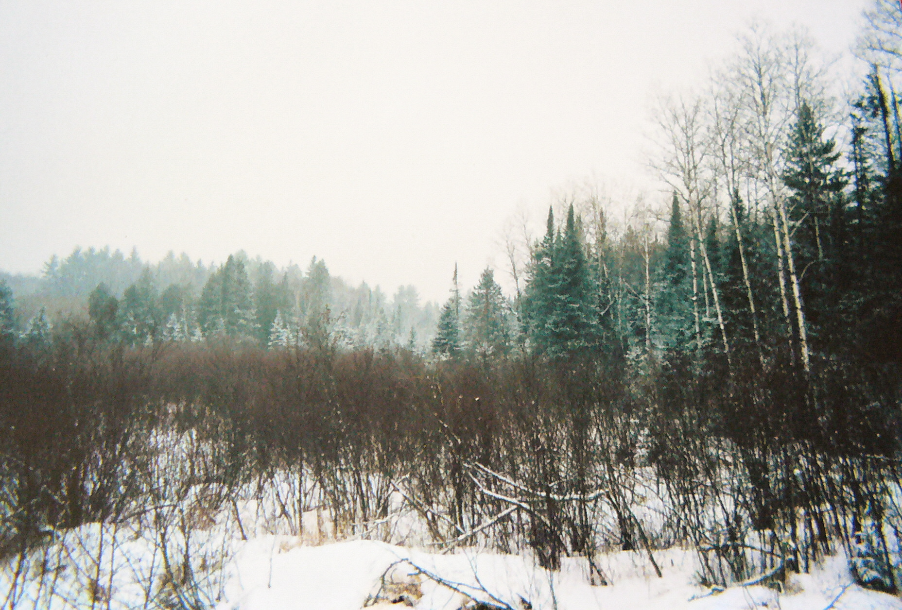 A wintry scene in Chequamegon–Nicolet National Forest