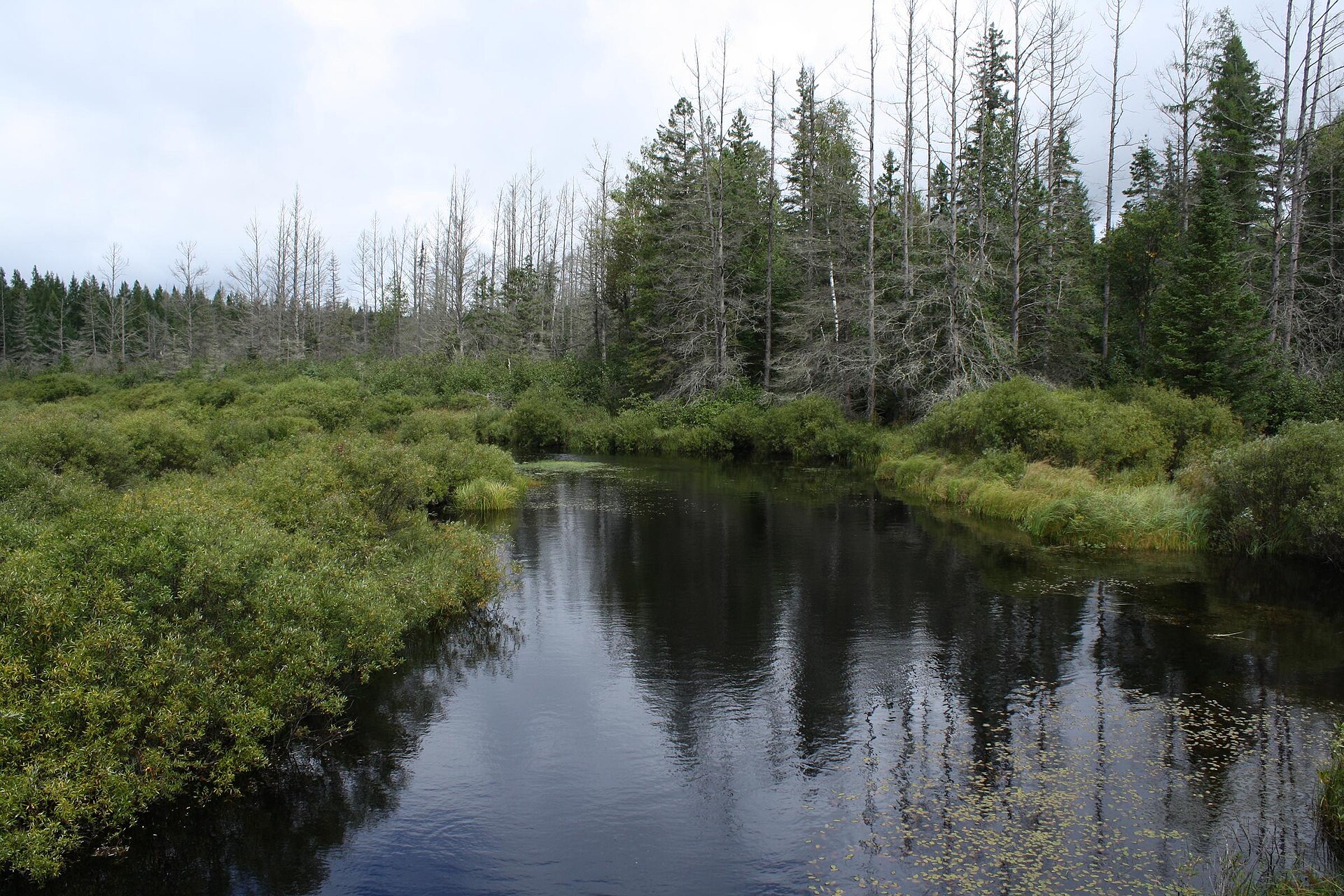Headwaters Wilderness in the Nicolet National Forest, the Pine River