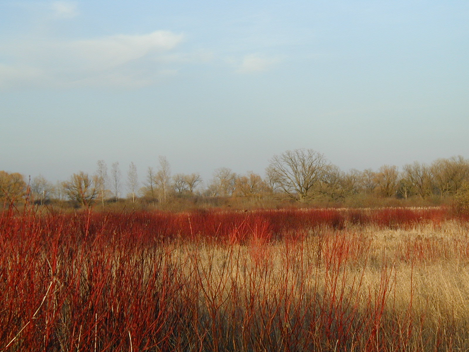 Governor Nelson State Park marsh