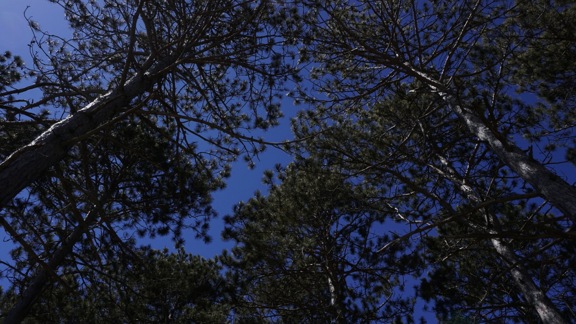 Looking up at pine trees at Lake Wissota State Park