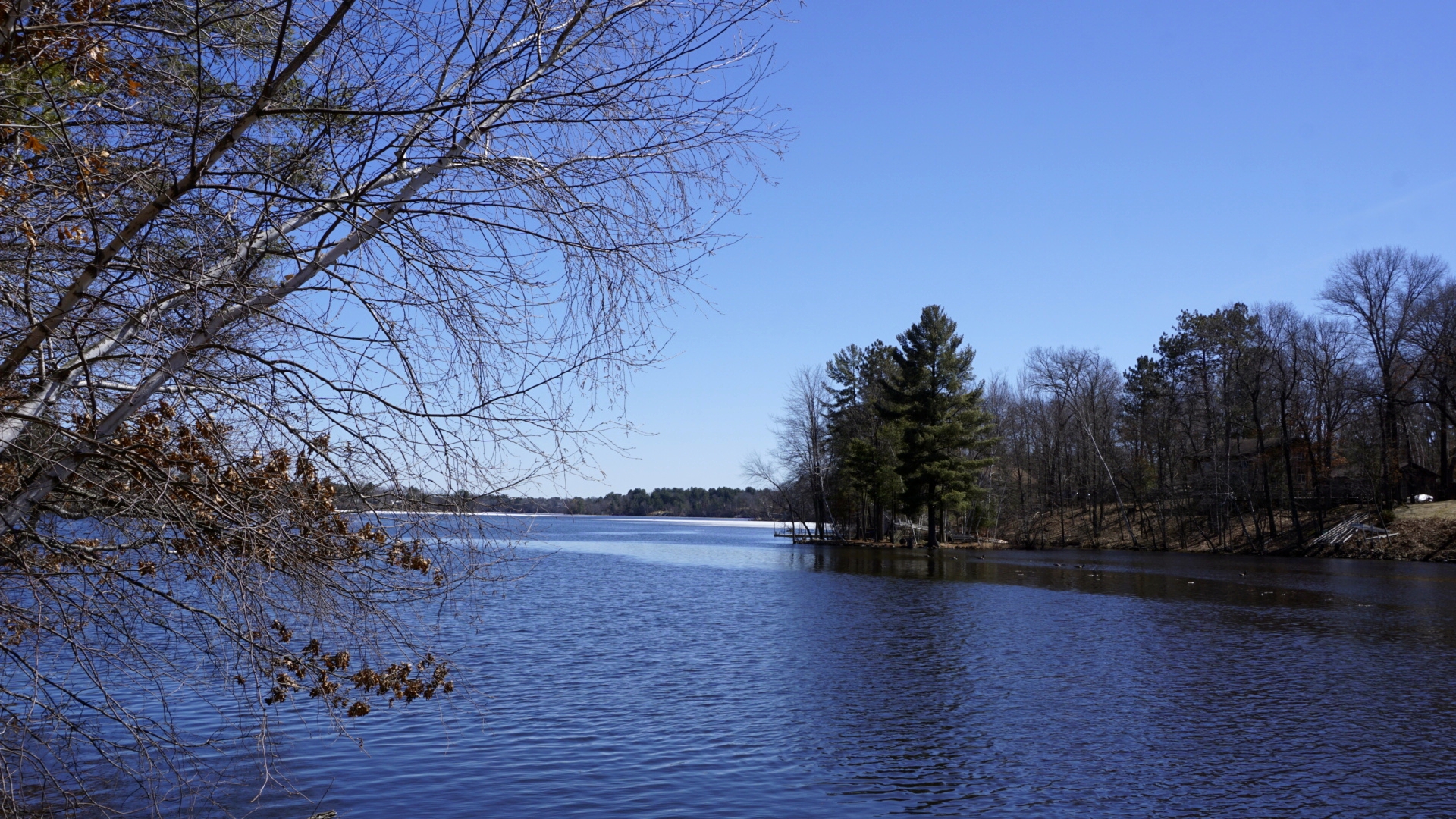 Lakefront houses at Lake Wissota with a flock of geese floating in the water