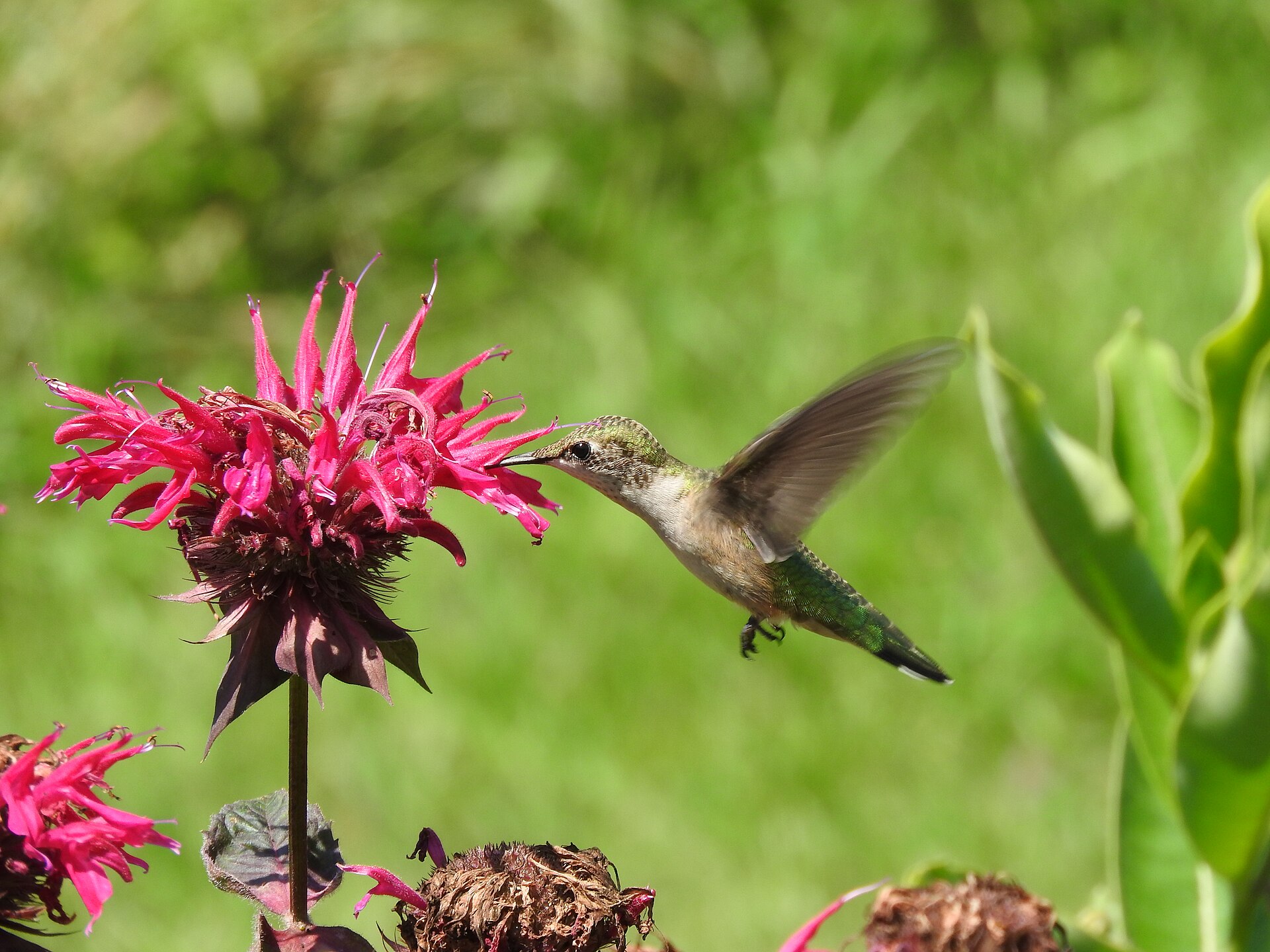 A female Ruby-throated hummingbird feeding on a bergamot flower near the White Cedar Nature Center in Peninsula State Park, Door County, Wisconsin